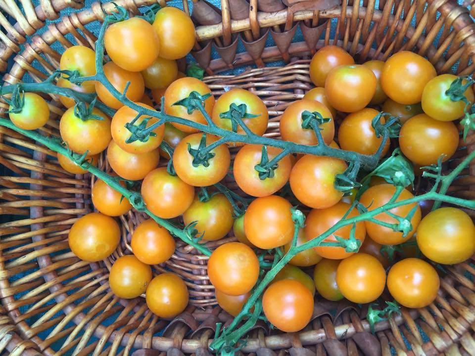 limoni_mercato_contadino_castelli_romani