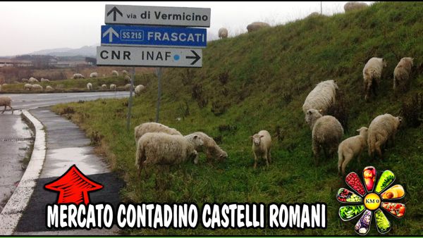 Frascati Mercato Contadino
